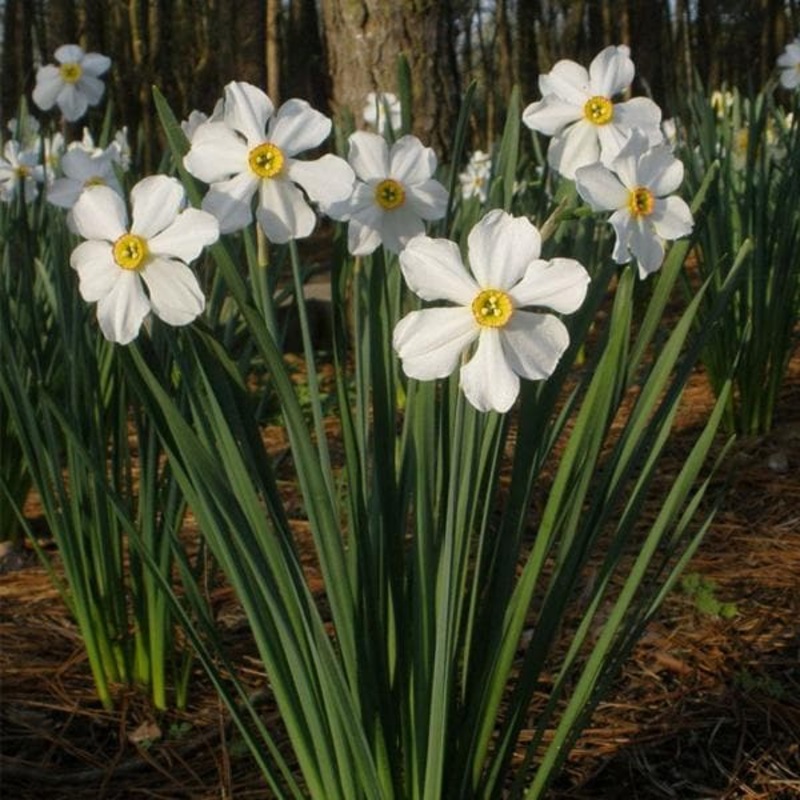 Daffodil Poeticus, Nargis (White) – Bulbs (set of 5)