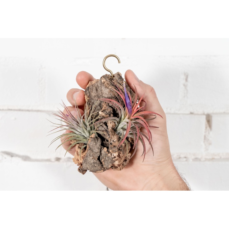 DIY Mini Cork Bark Mount with Tillandsia Air Plant