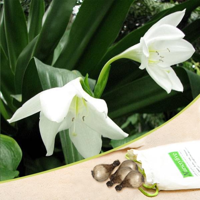 Eucharis Grandiflora Lily (White) – Bulbs (set of 10)