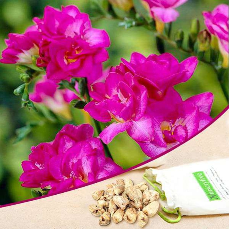 Freesia Double (Pink) – Bulbs (set of 5)