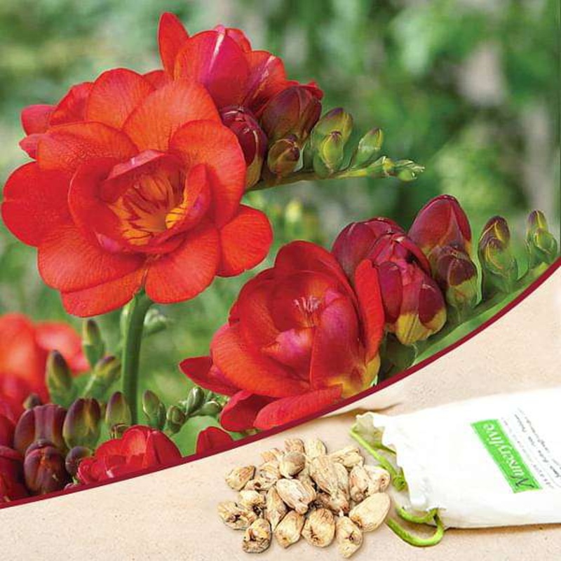 Freesia Double (Red) – Bulbs (set of 5)