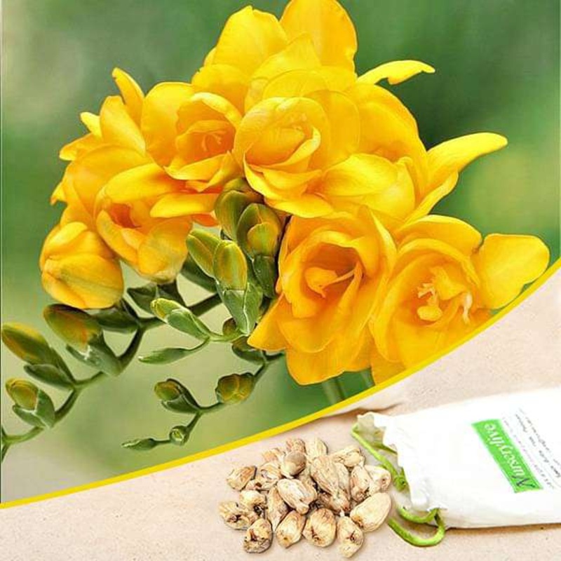 Freesia Double (Yellow) – Bulbs (set of 5)
