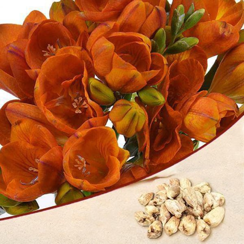 Freesia (Orange) – Bulbs|Set of 3|Set of 5