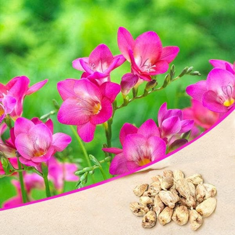 Freesia (Pink) – Bulbs (set of 5)