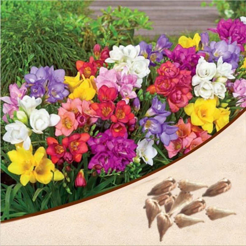 Freesia (Random Color) – Bulbs