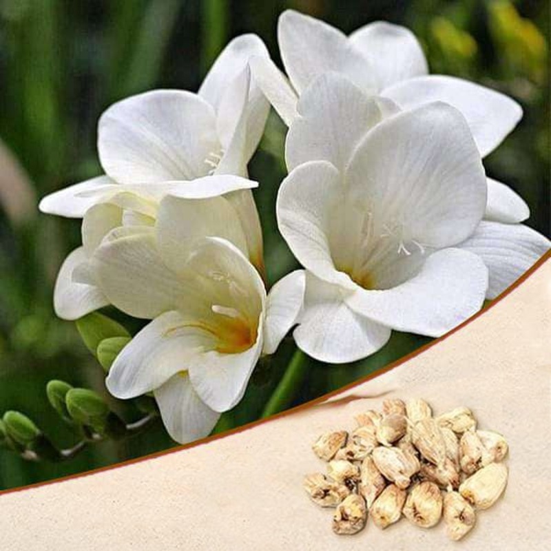Freesia (White) – Bulbs|Set of 3|Set of 5
