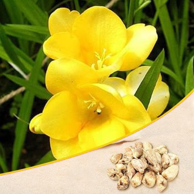 Freesia (Yellow) – Bulbs (set of 5)