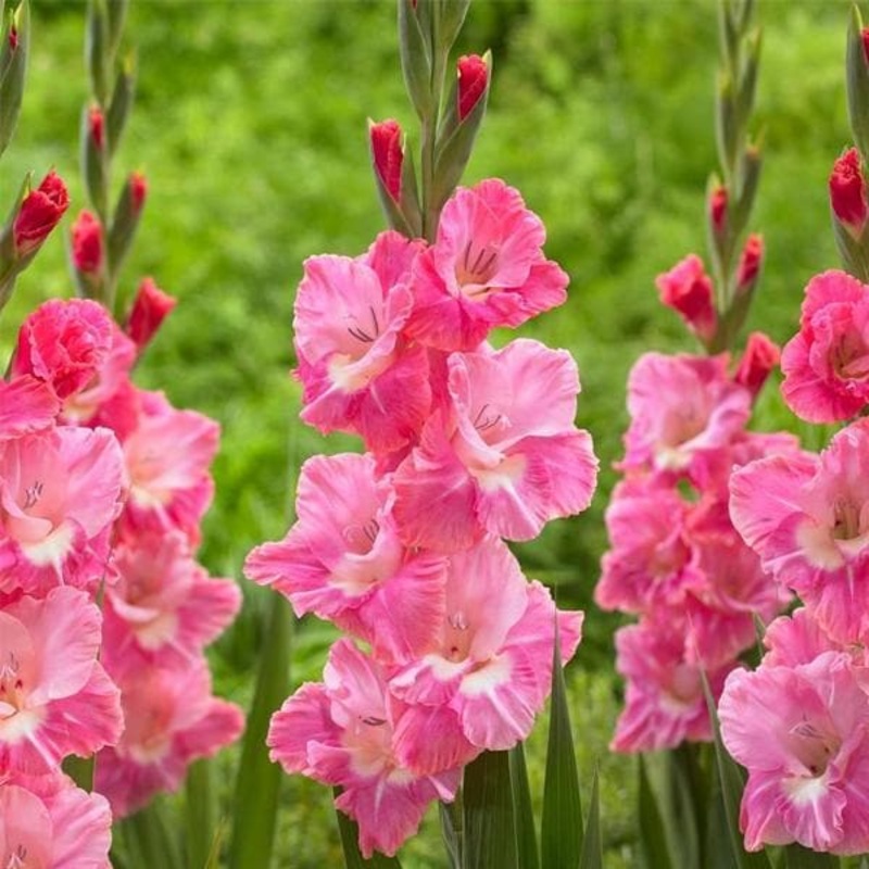 Gladiolus Ariot (Pink, White) – Bulbs (set of 10)