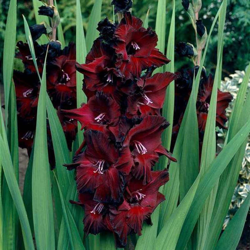 Gladiolus Black Beauty (Red, Black) – Bulbs (set of 10)