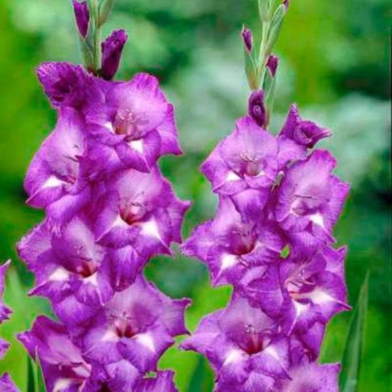 Gladiolus Charm Glow (Purple, White) – Bulbs (set of 10)