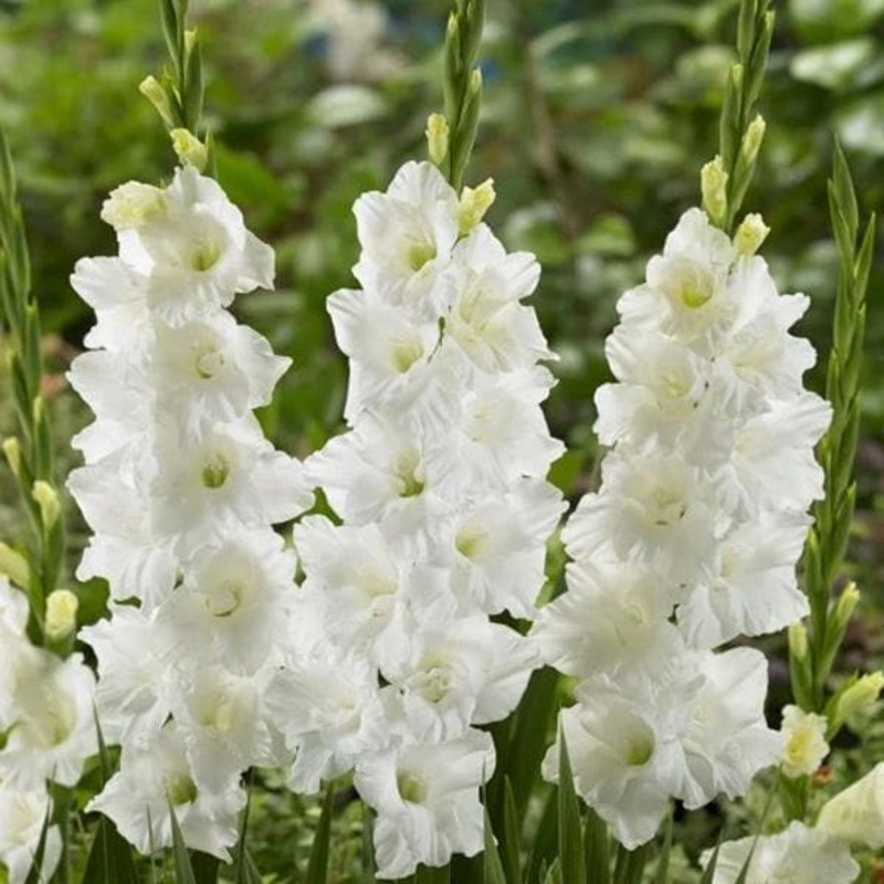 Gladiolus (Chipper White) – Bulbs (set of 10)