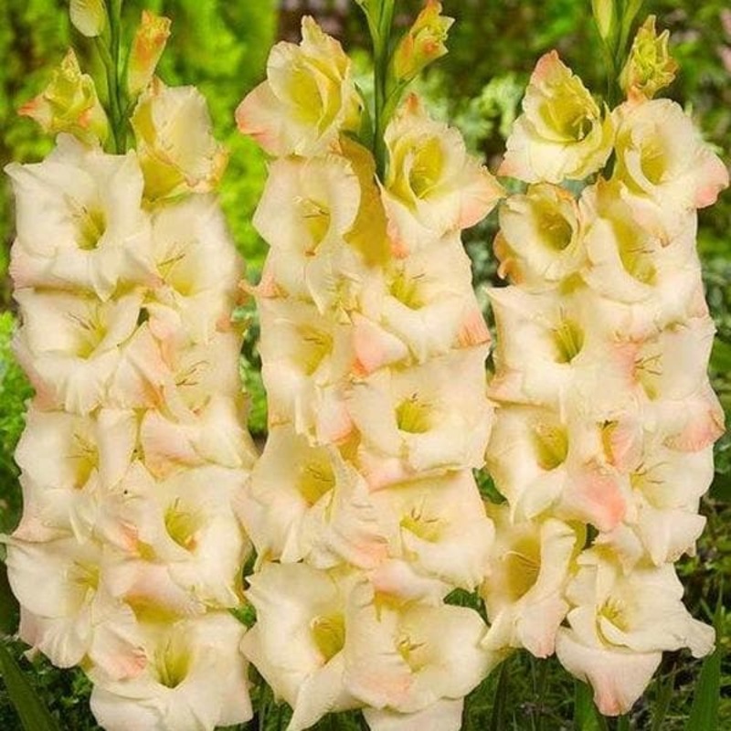 Gladiolus (Cream Color) – Bulbs (set of 10)