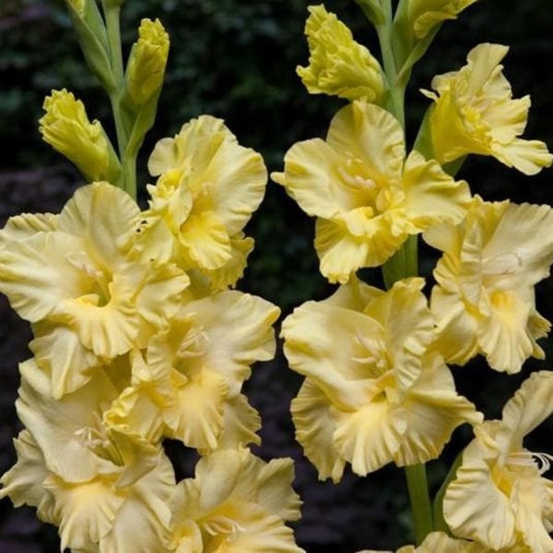 Gladiolus (Cream Yellow) – Bulbs (set of 10)