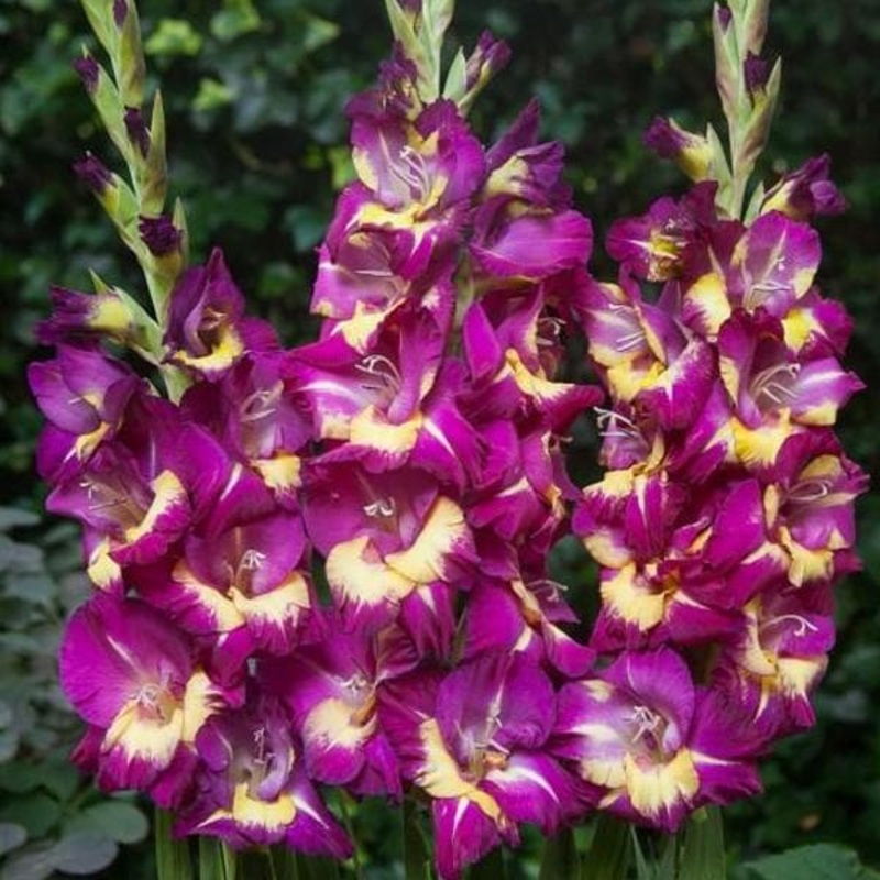 Gladiolus Eighth Wonder (Purple, Yellow) – Bulbs (set of 10)