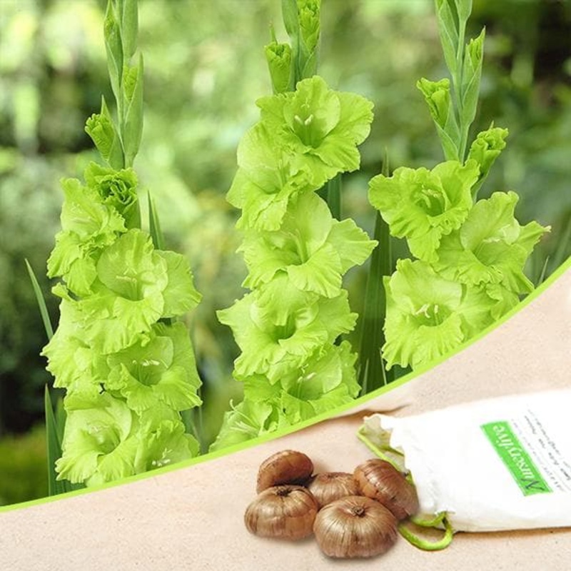 Gladiolus (Green) – Bulbs (set of 10)