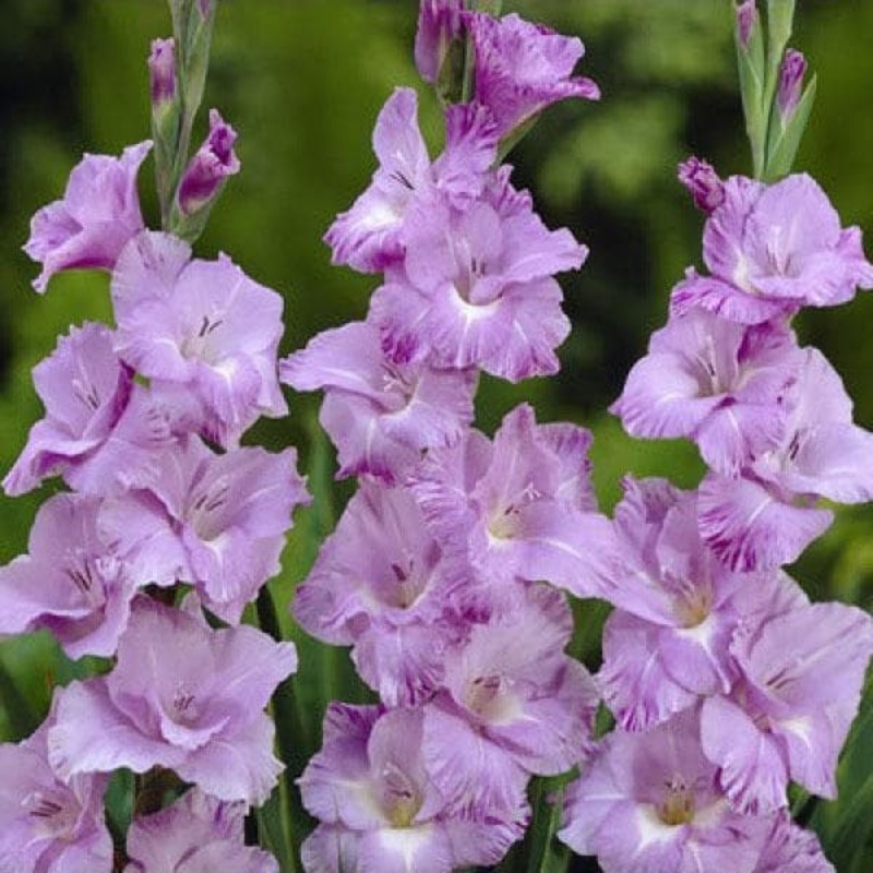 Gladiolus (Her Majesty) – Bulbs (set of 10)