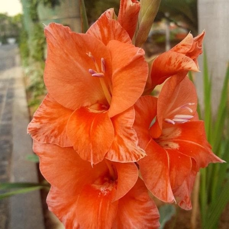 Gladiolus Hunting Song (Orange) – Bulbs (set of 10)
