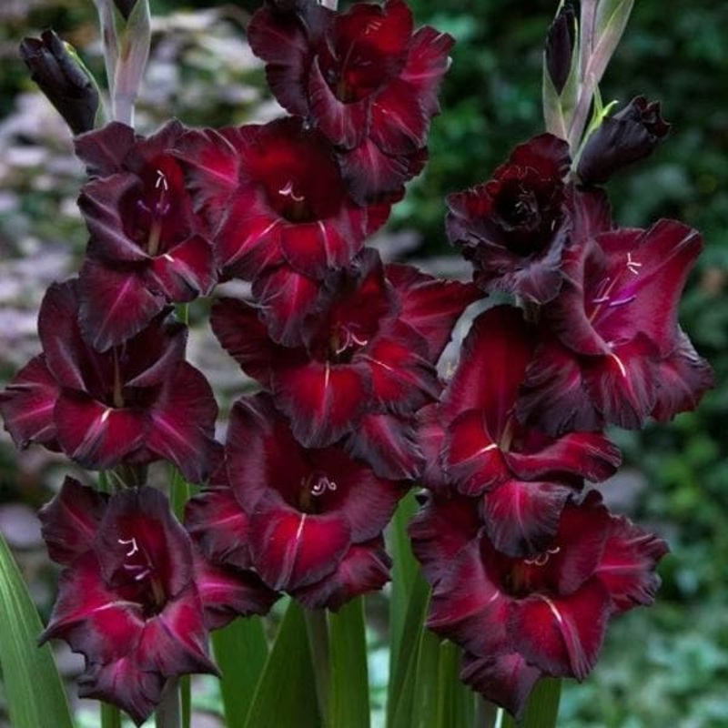Gladiolus Interpret (Red, Black) – Bulbs (set of 10)