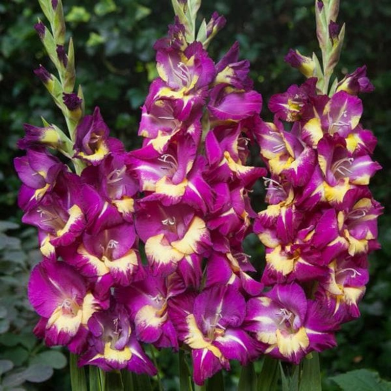 Gladiolus Morollo (Violet, Yellow) – Bulbs (set of 10)