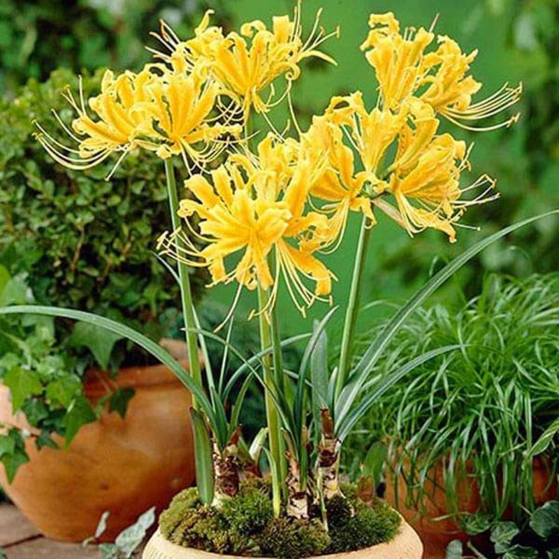 Golden Spider Lily, Lycoris Aurea (Yellow) – Bulbs (set of 5)