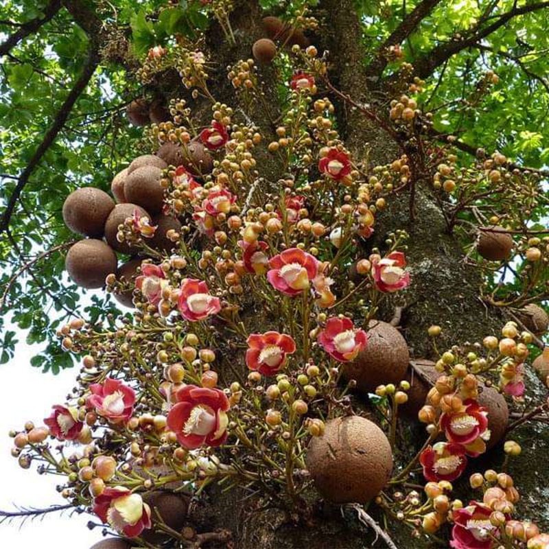 Kailashpati, Cannonball – 0.5 kg Seeds