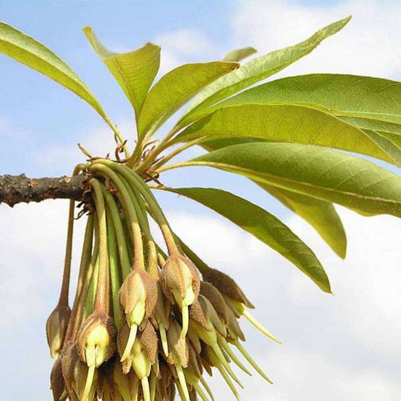 Madhuca longifoli, Mahua – 0.5 kg Seeds