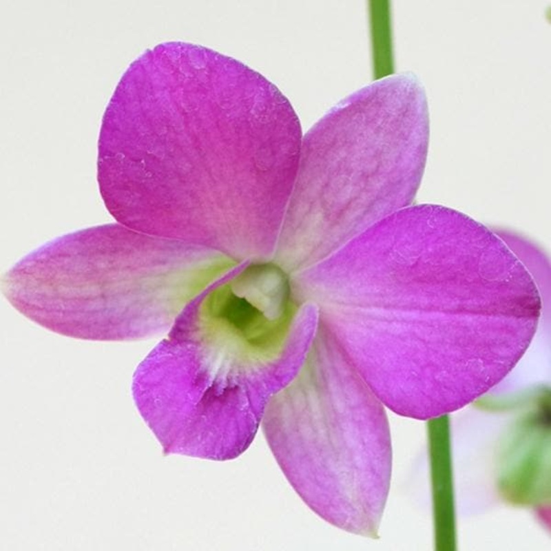 Orchid Plant, Dendrobium Orchid (Any Variety, Any Color) – Plant