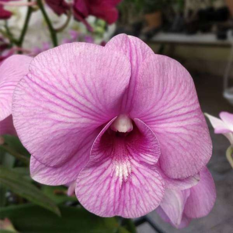 Orchid Plant, Dendrobium Orchid (Star Pink Stripe) – Plant