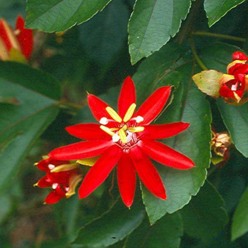 Passiflora Sherry (Red) – Plant