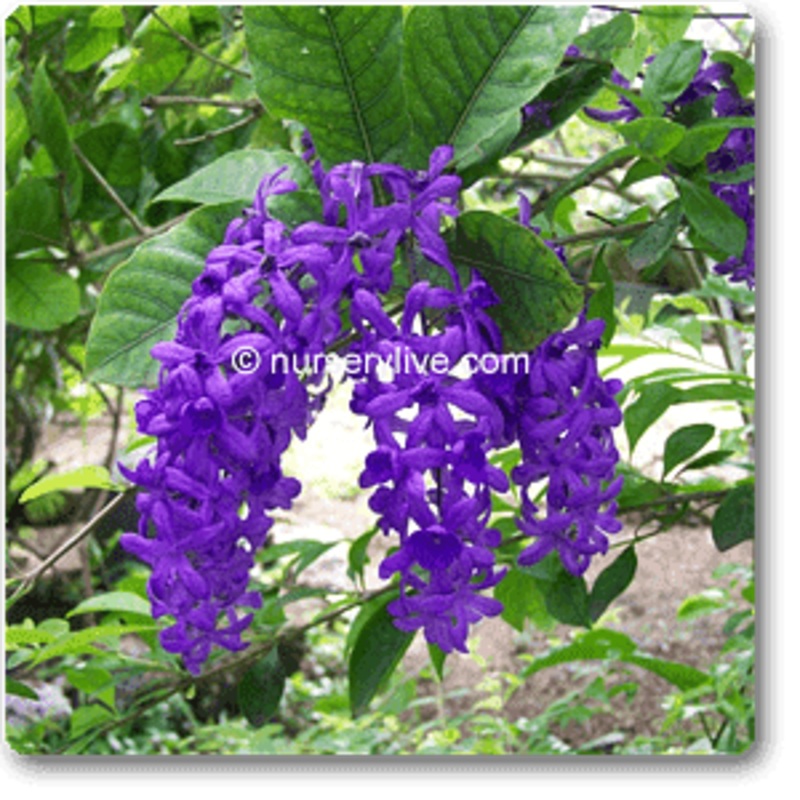 Petrea – Plant