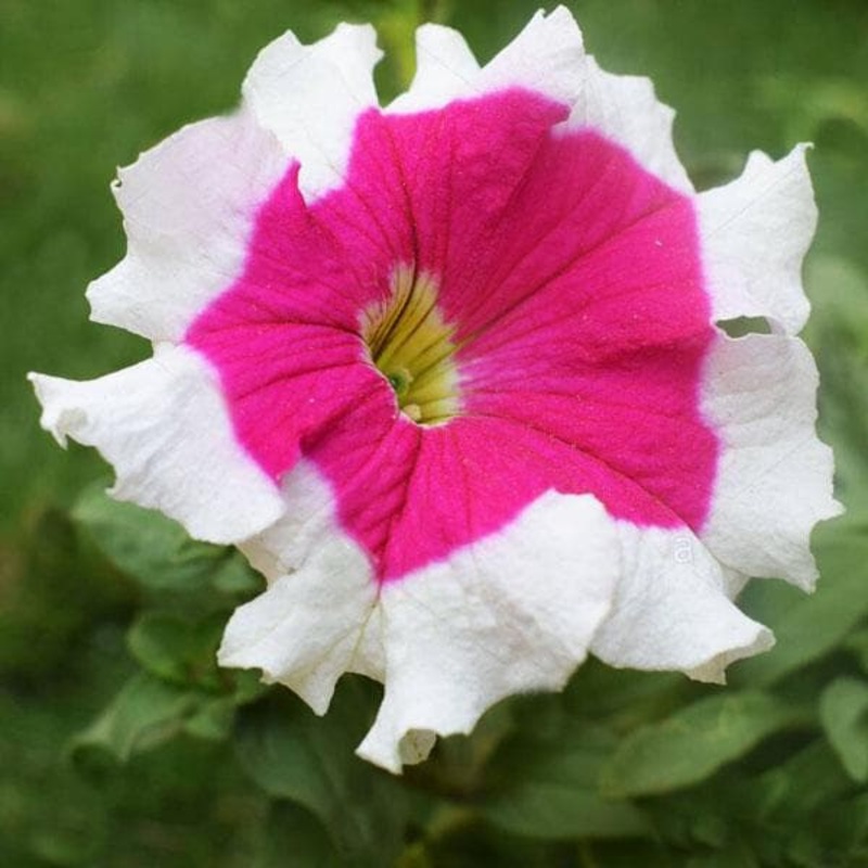 Petunia (Half Pink Half White) – Plant