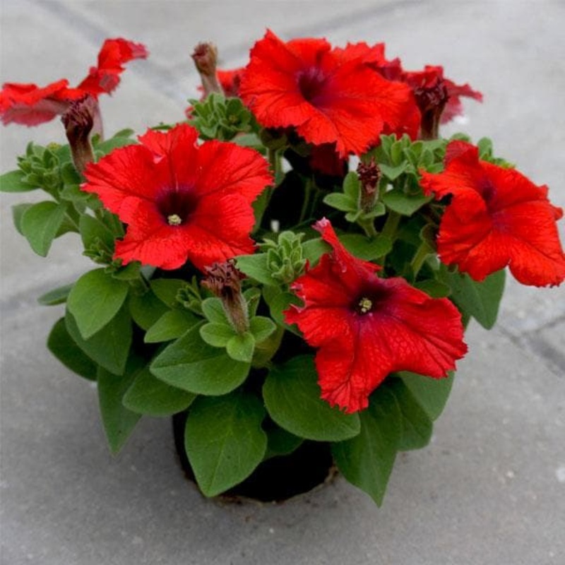 Petunia (Red) – Plant