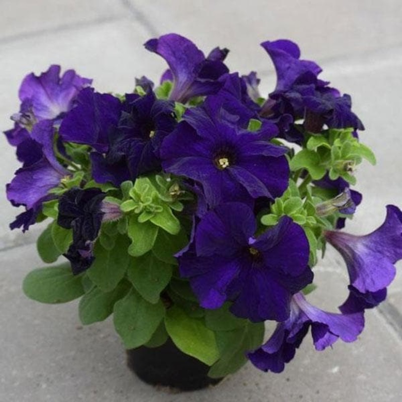 Petunia (Violet) – Plant