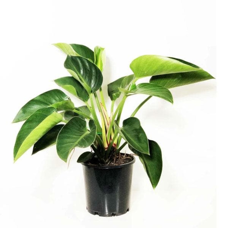 Philodendron Congo, Philodendron Tatei – Plant