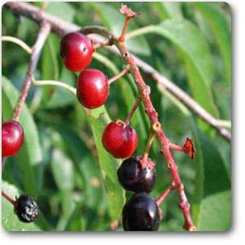 Prunus serotina – Plant