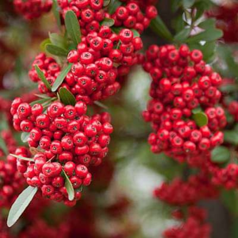 Pyracantha fortuneana graberi – Plant