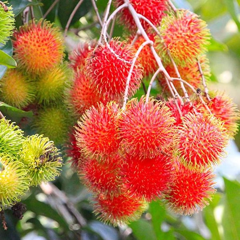 Rambutan Tree – Plant