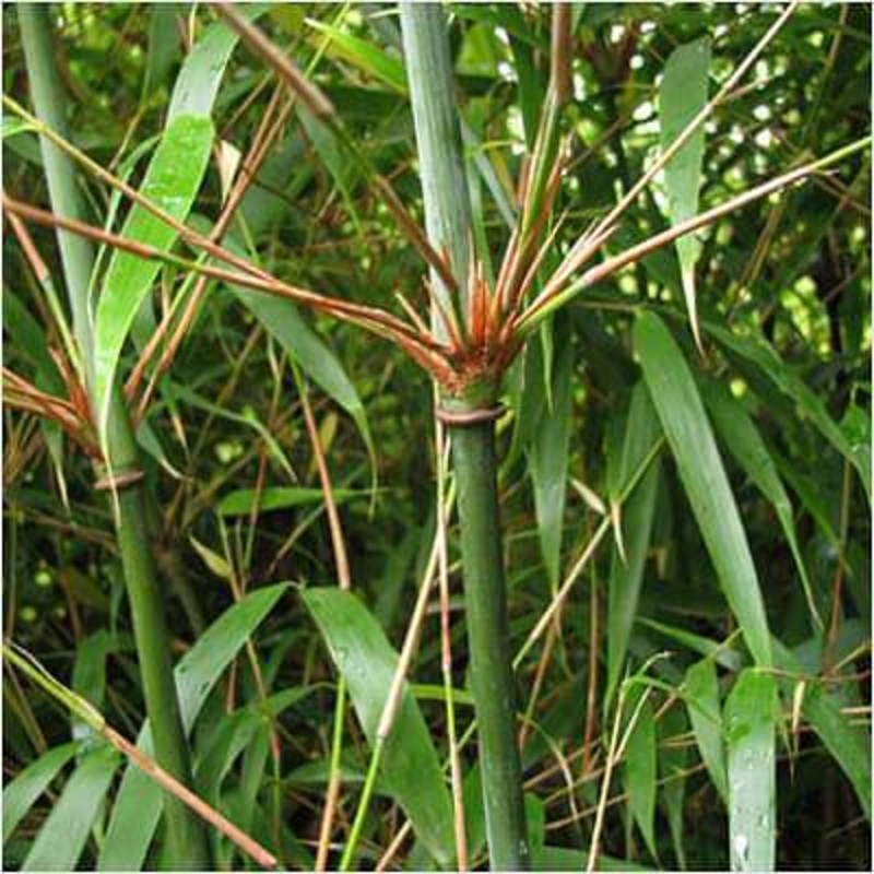 Sacred Bamboo, Fargesia dracocephala – Plant
