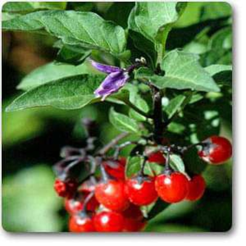 Solanum dulcamara – Plant