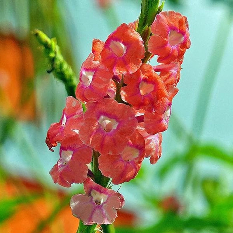 Stachytarpheta ( Pink ) – Plant