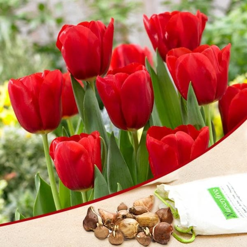 Tulip (Red) – Bulbs (set of 5)