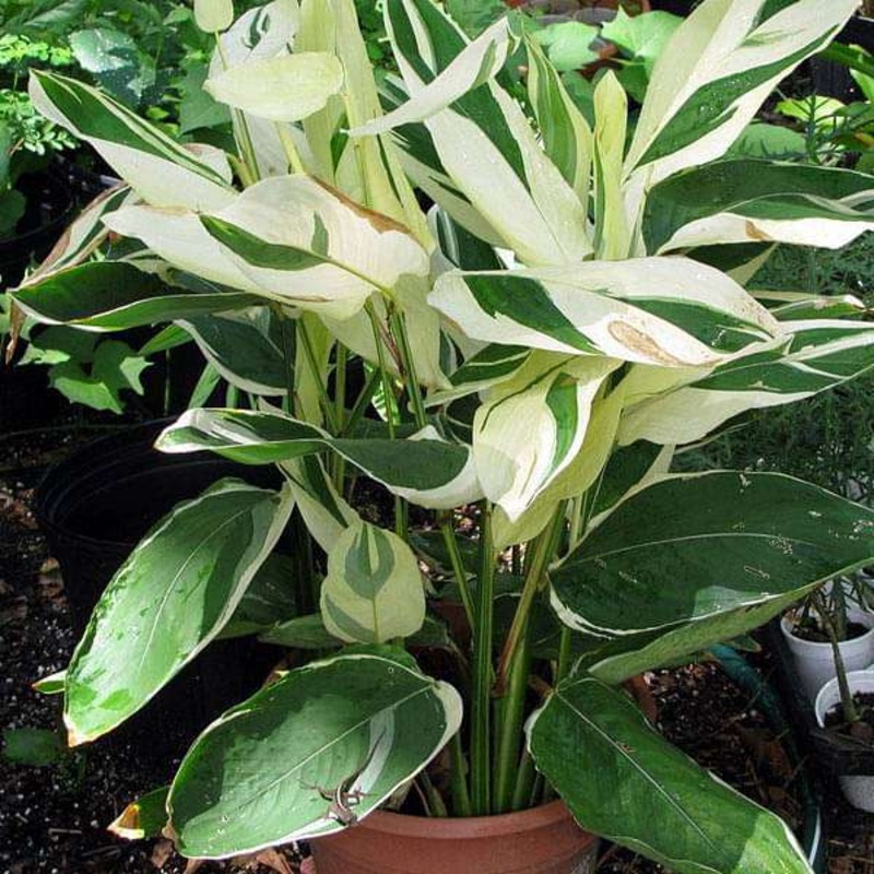 Variegated Arrow Root, Maranta arundinacea – Bulbs (set of 5)