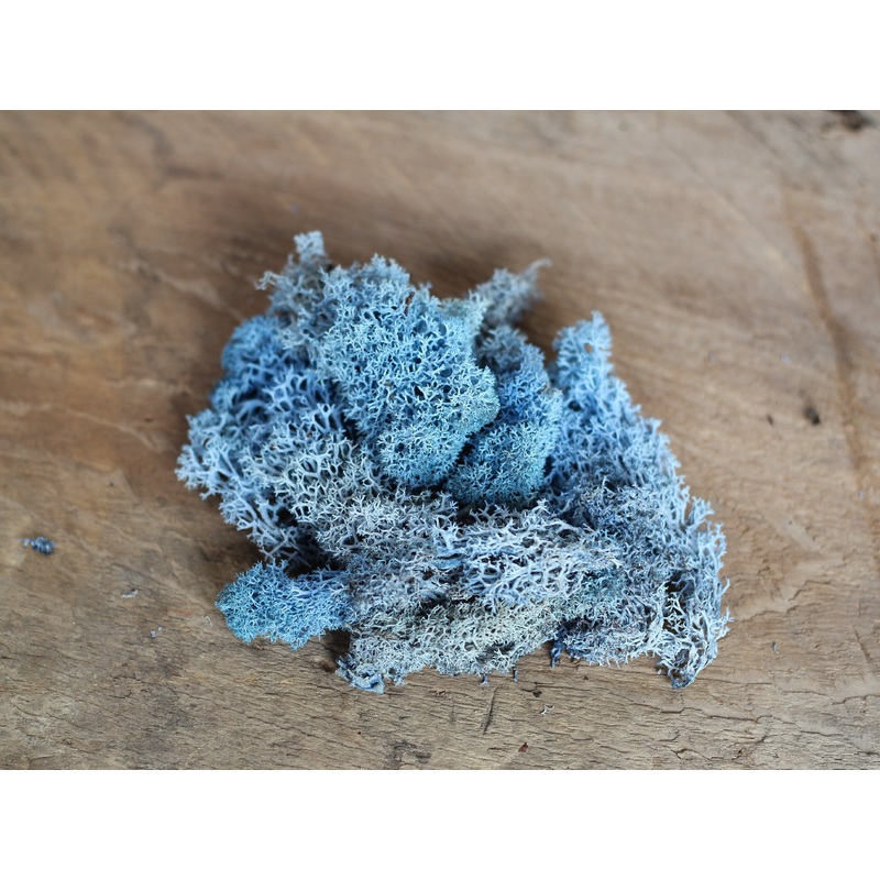 Wholesale: Blue Reindeer Moss