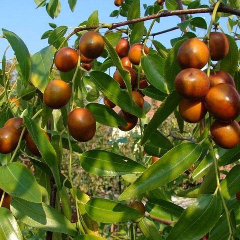 Ziziphus Mauritiana, Gol Ber – 0.5 kg Seeds