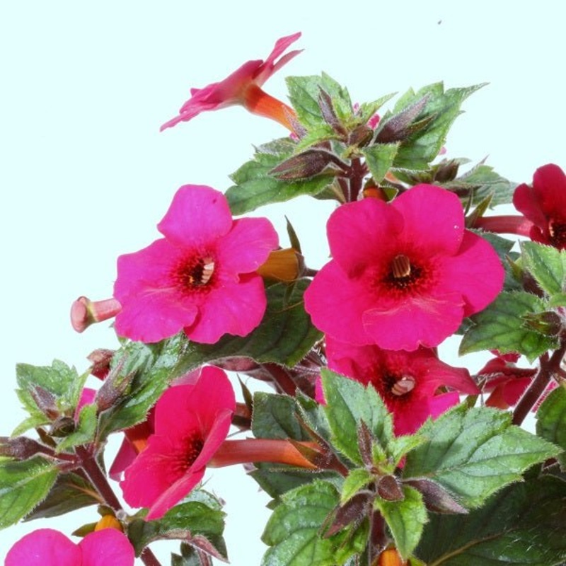 Achimenes (Mix Colors) – Bulbs (set of 10)