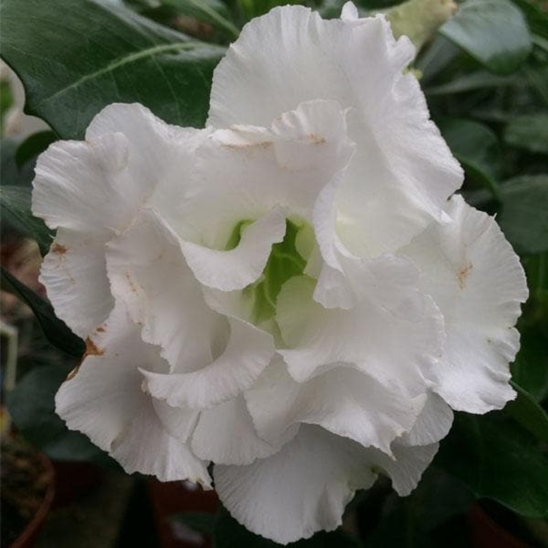 Adenium Plant, Desert Rose (White Double) – Plant
