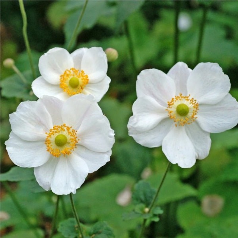 Anemone Coronaria Bride (White) – Bulbs