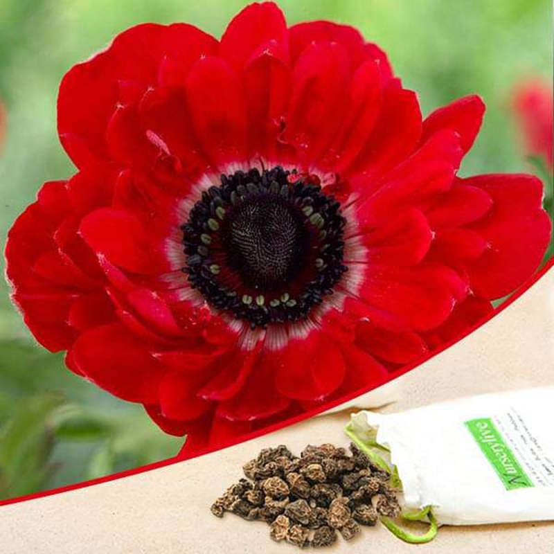 Anemone The Governor (Red) – Bulbs (set of 5)