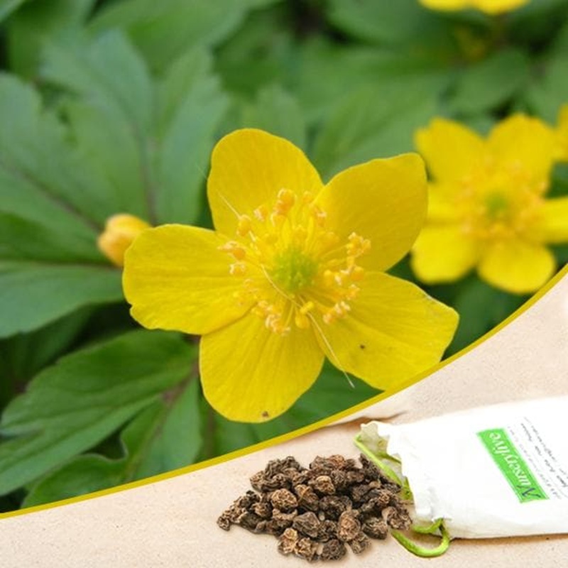 Anemone (Yellow) – Bulbs (set of 5)