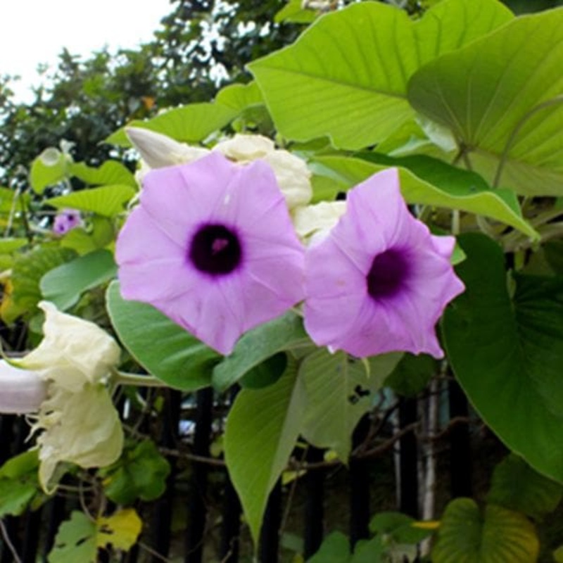 Argyreia Nervosa, Elephant Creeper, Vidhara – 0.5 kg Seeds